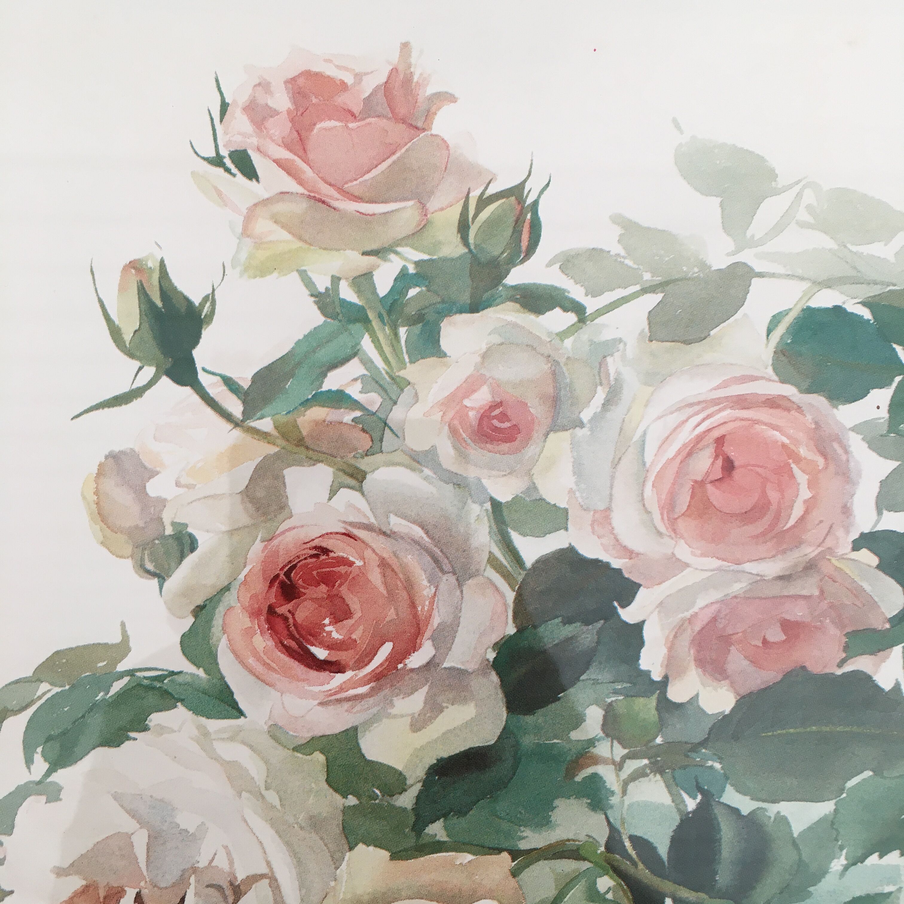 Bouquet of roses in watercolor