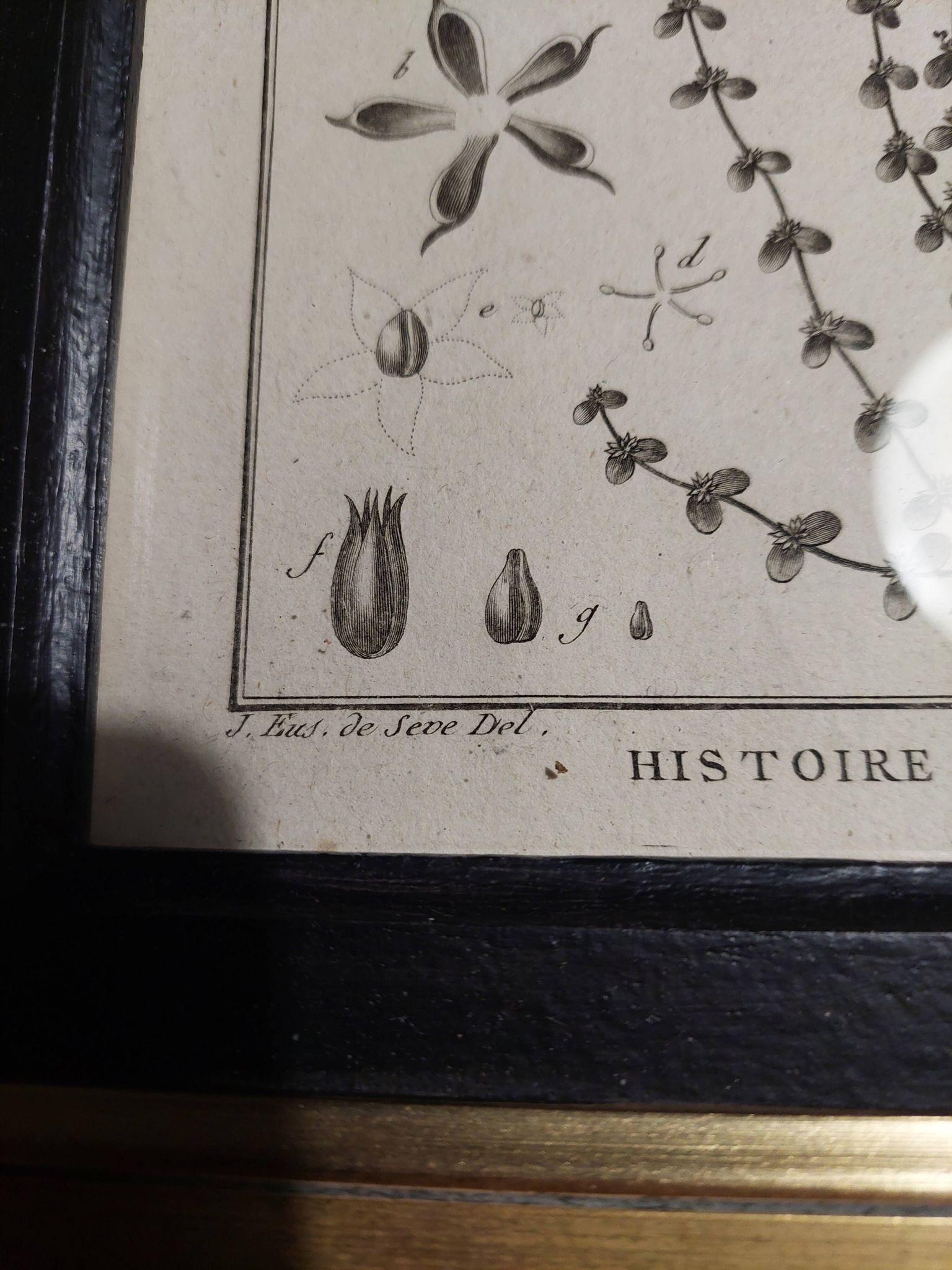 18th century natural history engraving framed pentandry Robert Bénard