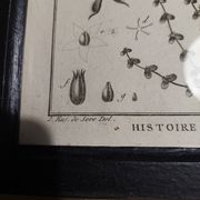 18th century natural history engraving framed pentandry Robert Bénard