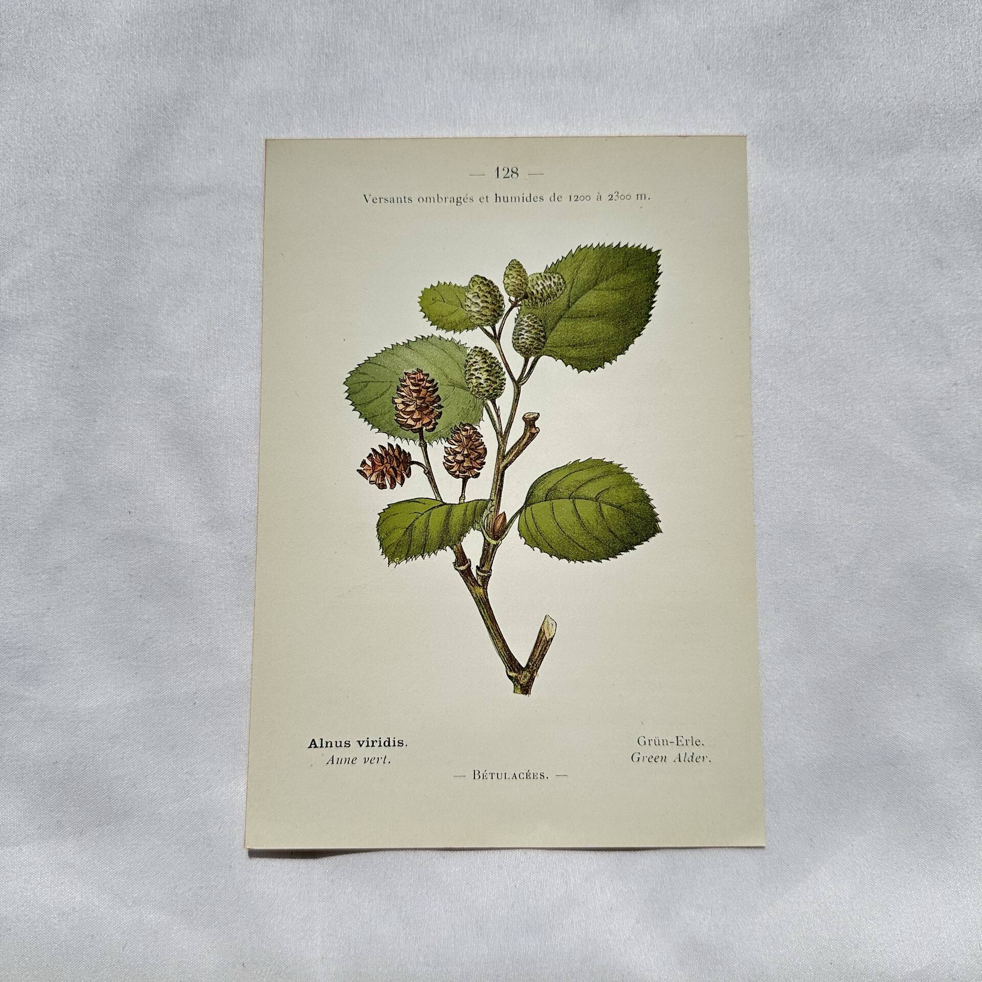 Old botanical engraving from the 19th century – Coloured botanical plates