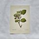 Old botanical engraving from the 19th century – Coloured botanical plates