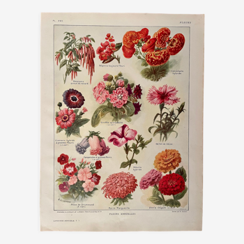 Lithographie sur les fleurs 1920