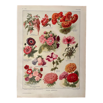 Lithograph on flowers 1920