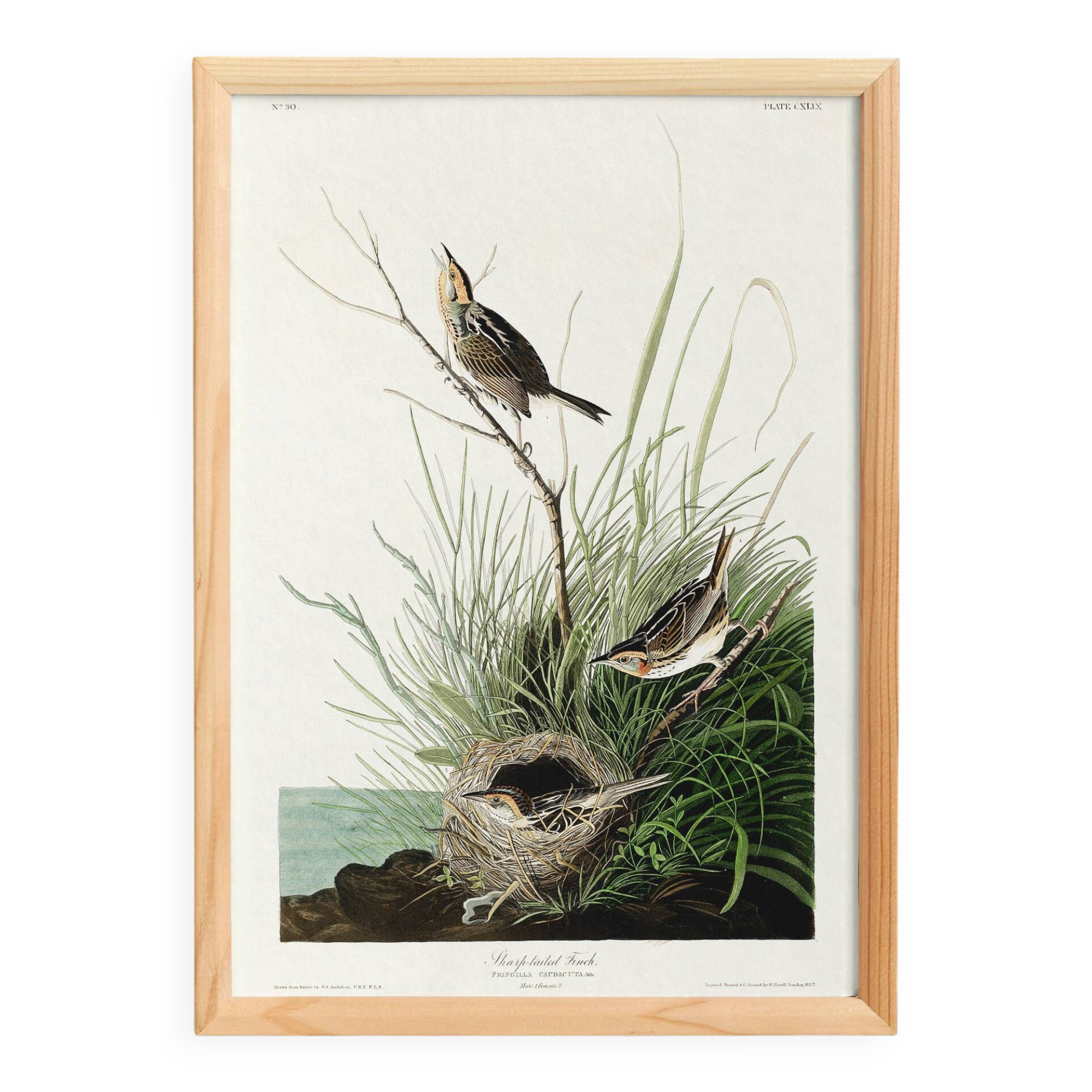 Poster about the Long-tailed Bunting, after an old engraving from 1827.
