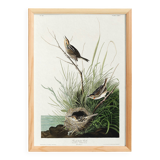 Poster about the Long-tailed Bunting, after an old engraving from 1827.