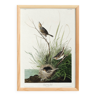 Poster about the Long-tailed Bunting, after an old engraving from 1827.