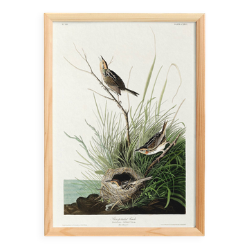 Poster about the Long-tailed Bunting, after an old engraving from 1827.