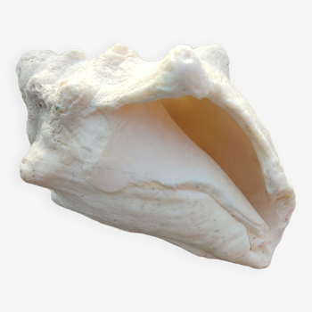 Conch shell