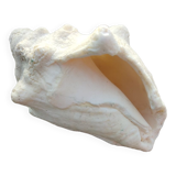 Conch shell