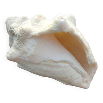 Conch shell