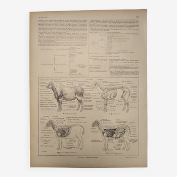 Original engraving from 1922 - Sheep (1) - Old farm and breeding board