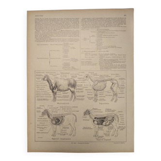 Original engraving from 1922 - Sheep (1) - Old farm and breeding board