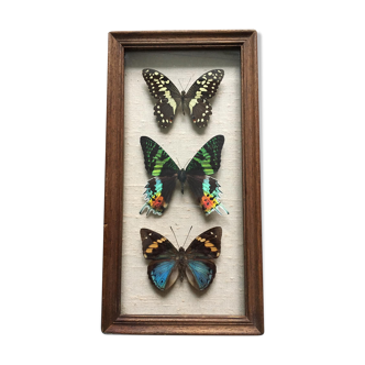 Setting with a trio of exotic butterflies in beautiful colors