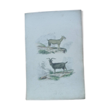 Affiche - gravure zoologique ancienne - chèvre et bouc (mi 19ème)