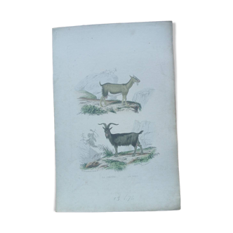 Poster - old zoological engraving - goat and billy goat (mid 19th century)