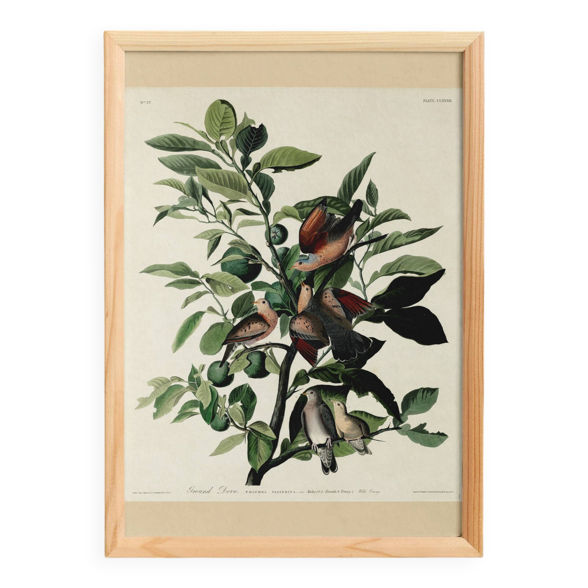 Poster of the Long-tailed Turtle Dove, after an old engraving