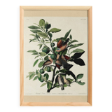 Poster of the Long-tailed Turtle Dove, after an old engraving