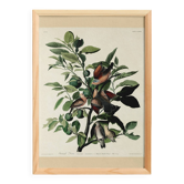 Affiche sur la Tourterelle à queue effilée, d’après une gravure ancienne