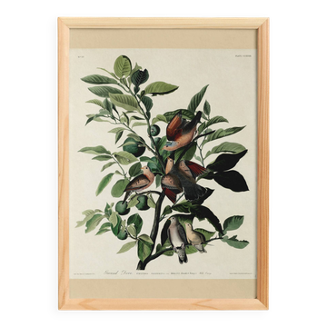 Poster of the Long-tailed Turtle Dove, after an old engraving
