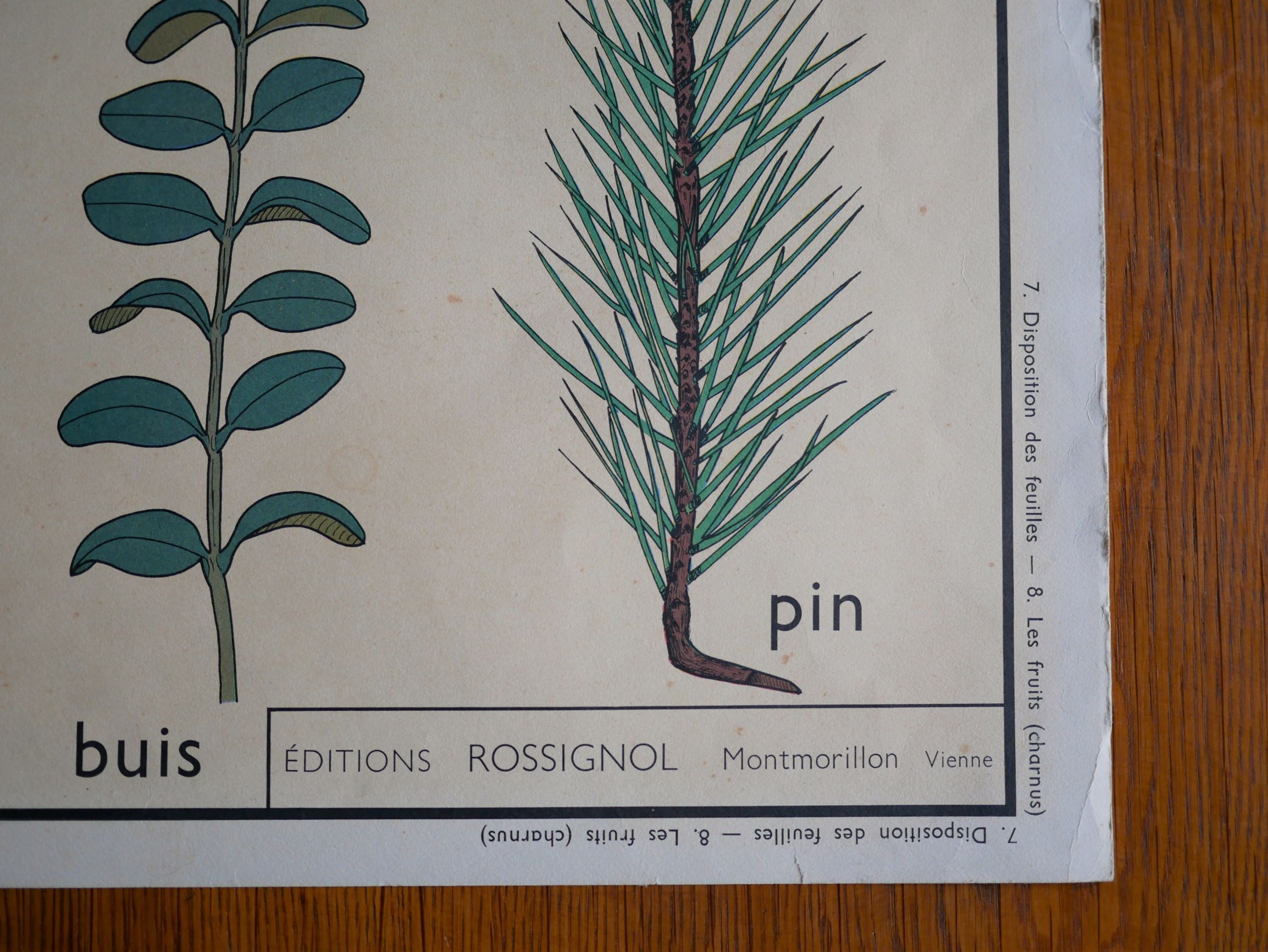 Affiche botanique d'école vintage « Disposition des Feuilles »