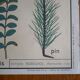 Affiche botanique d'école vintage « Disposition des Feuilles »