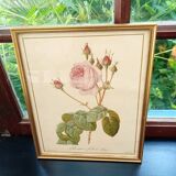 Redouté botanical board