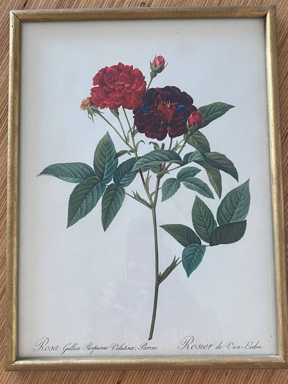 Botanical plate PJ Redouté lithograph Rosier Van Eeden