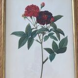 Botanical plate PJ Redouté lithograph Rosier Van Eeden