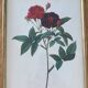 Botanical plate PJ Redouté lithograph Rosier Van Eeden