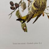 Bird board from the 60s - Siskin of the Aunes - Vintage ornithology and zoology illustration