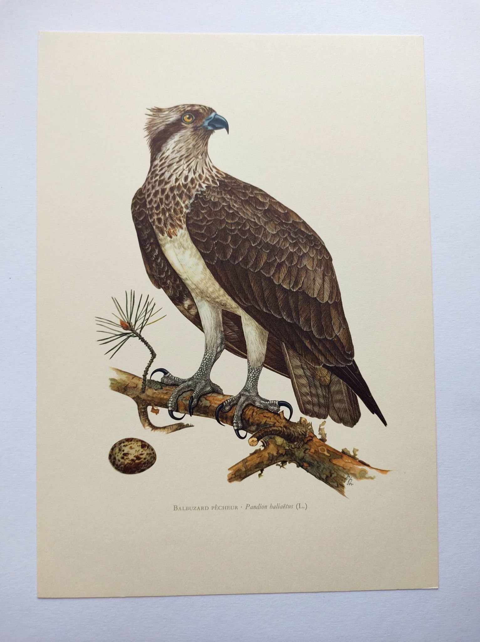 Old bird plate from the 1960s - Osprey - Zoology and ornithology illustration