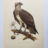 Old bird plate from the 1960s - Osprey - Zoology and ornithology illustration