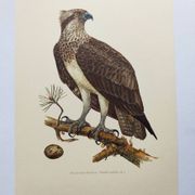 Old bird plate from the 1960s - Osprey - Zoology and ornithology illustration