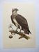 Old bird plate from the 1960s - Osprey - Zoology and ornithology illustration