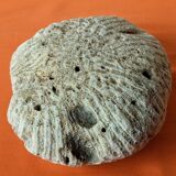 Coral seashell brain