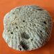 Coral seashell brain