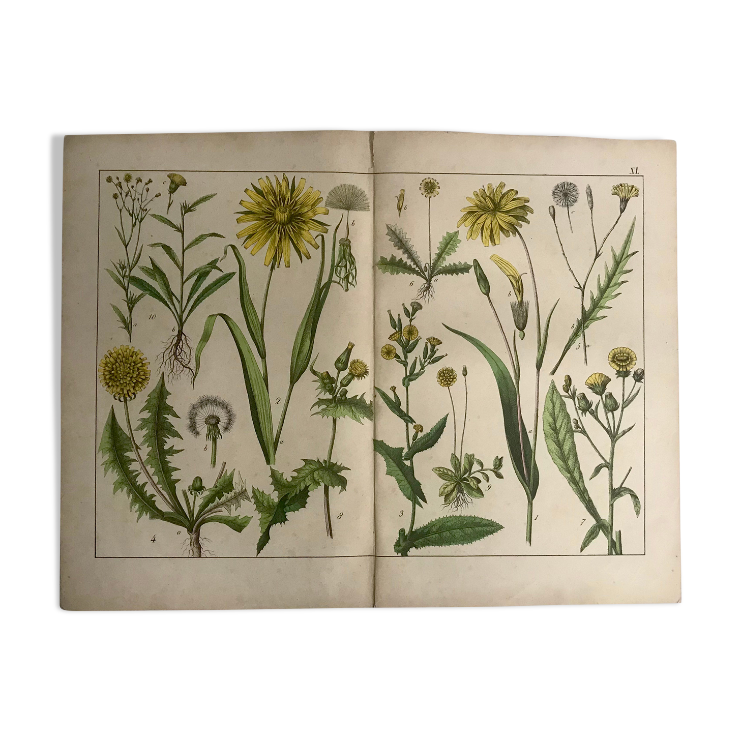 19th 32x42 botanical plank