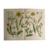 19th 32x42 botanical plank