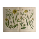 19th 32x42 botanical plank