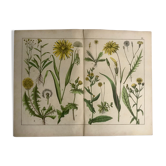 19th 32x42 botanical plank