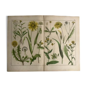 Planche botanique du XIXeme 32x42