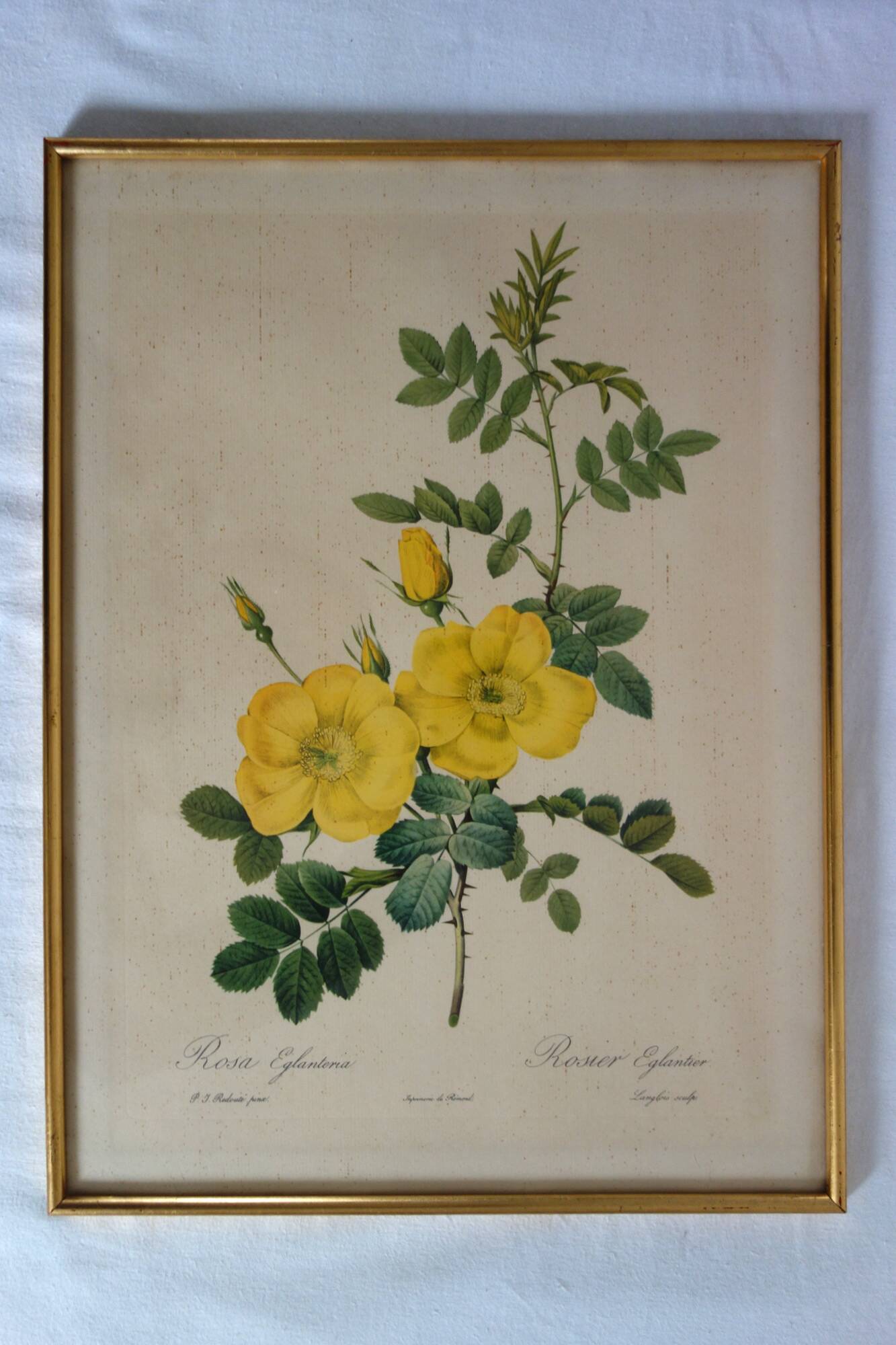 4 antique botanical plates of roses by P.J. Redouté
