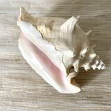 Large conch shell, giant conch