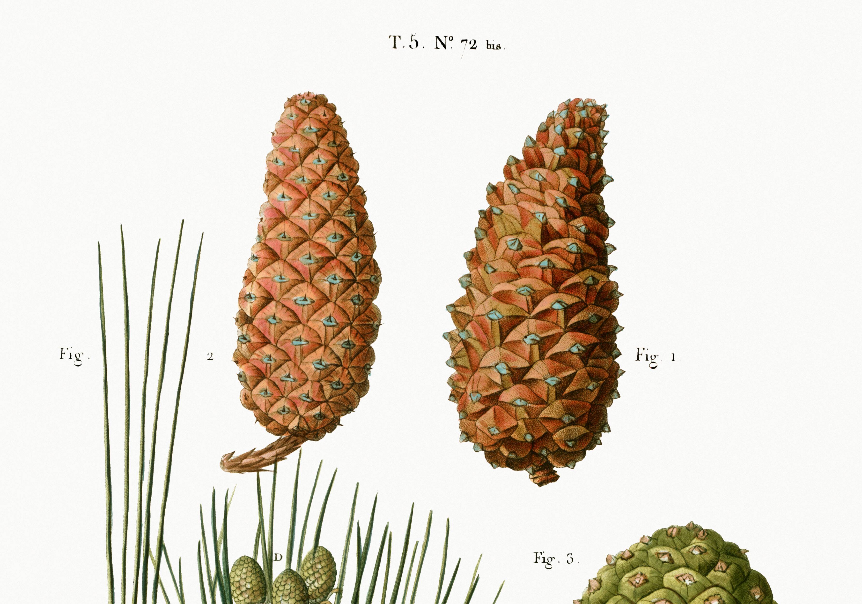 Botanical poster on the maritime pine, after an old engraving from 1802