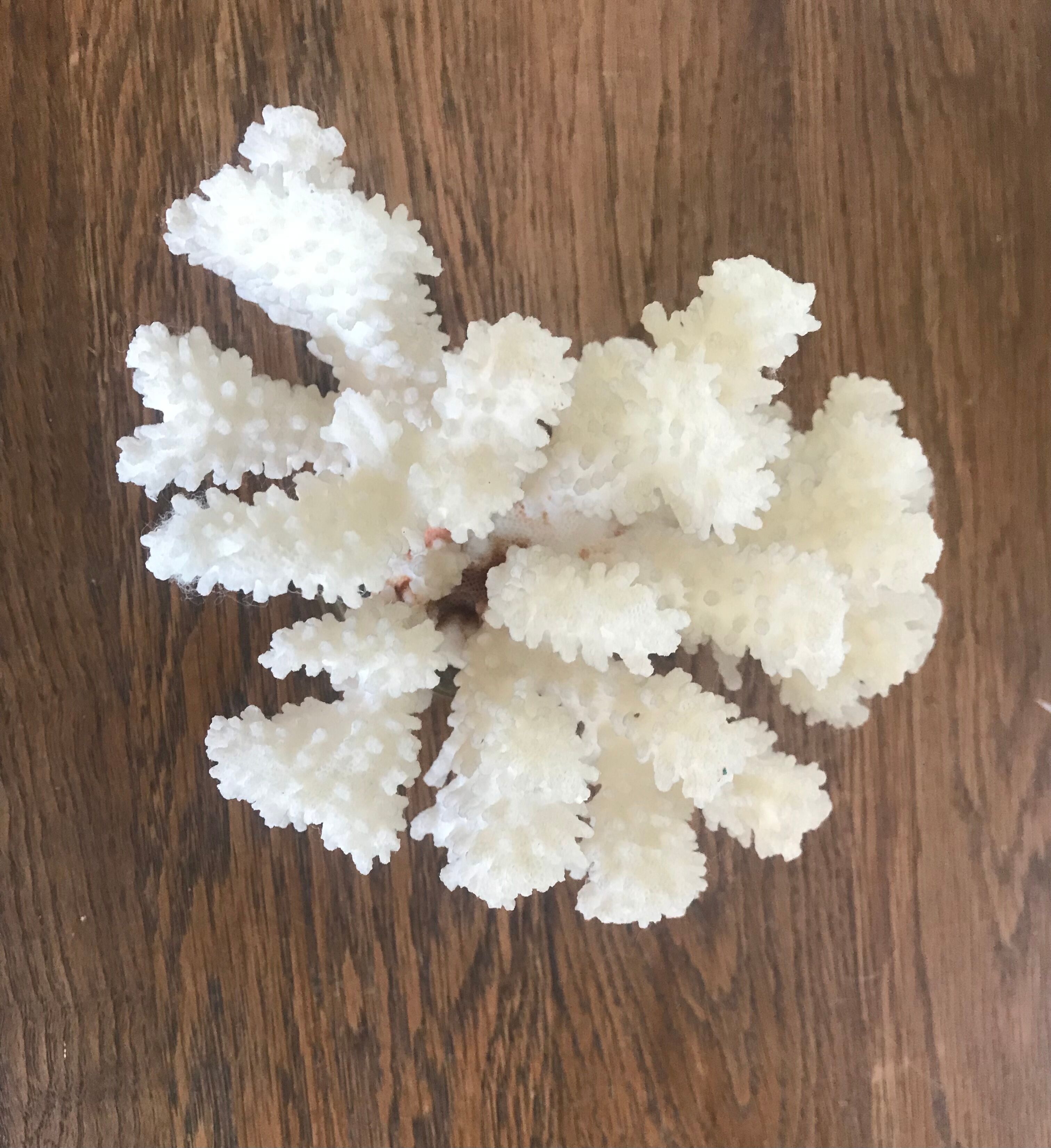 White coral