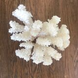 White coral