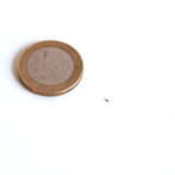 Contract Quadra dining table by Charles and Ray Eames for Vitra