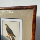 Wooden bird frame