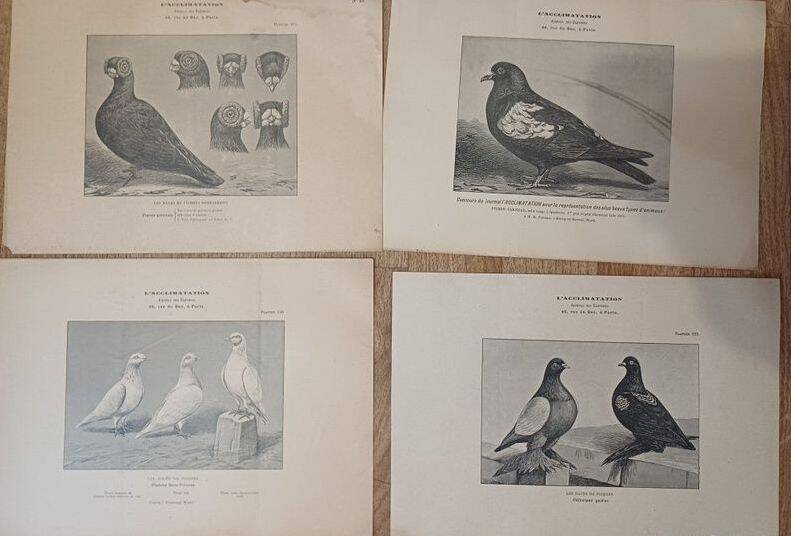 Suite de 11lLithographies ornithologiques XIXème - Races de Pigeons