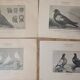 Suite de 11lLithographies ornithologiques XIXème - Races de Pigeons